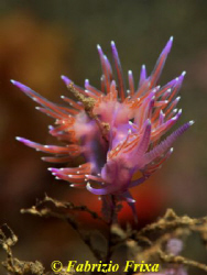 A nudibranchia flabellina affinis spawns while the backgr... by Fabrizio Frixa 